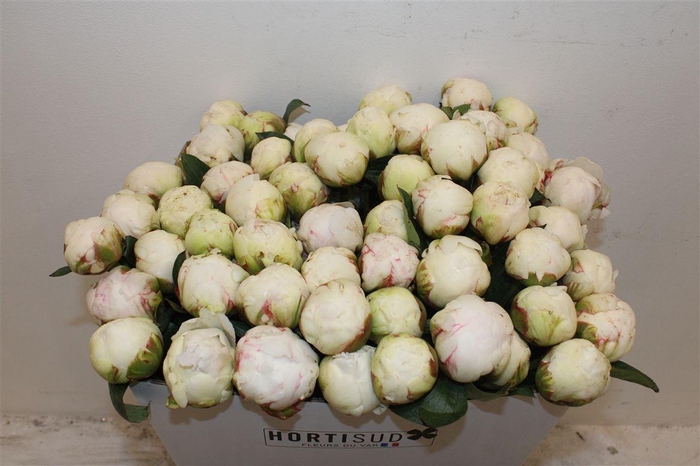 <h4>Paeo L Bowl Of Cream</h4>