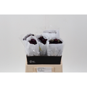 Ran Purple Ecu 40cm