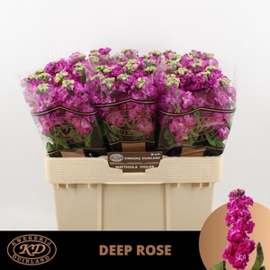 MATTH STOX DEEP ROSE