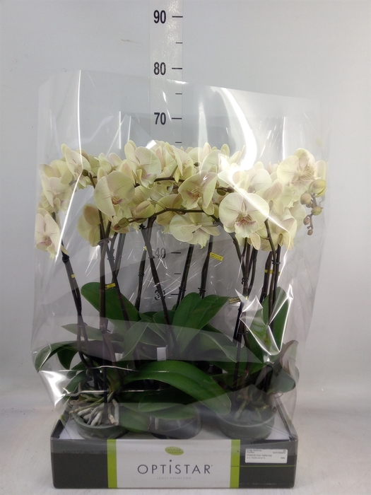 <h4>Phalaenopsis   ...yellow</h4>