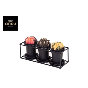 Cactus trio in design frame