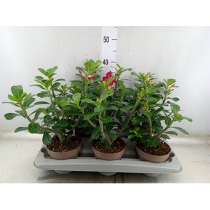 Adenium obesum 'Anouk'