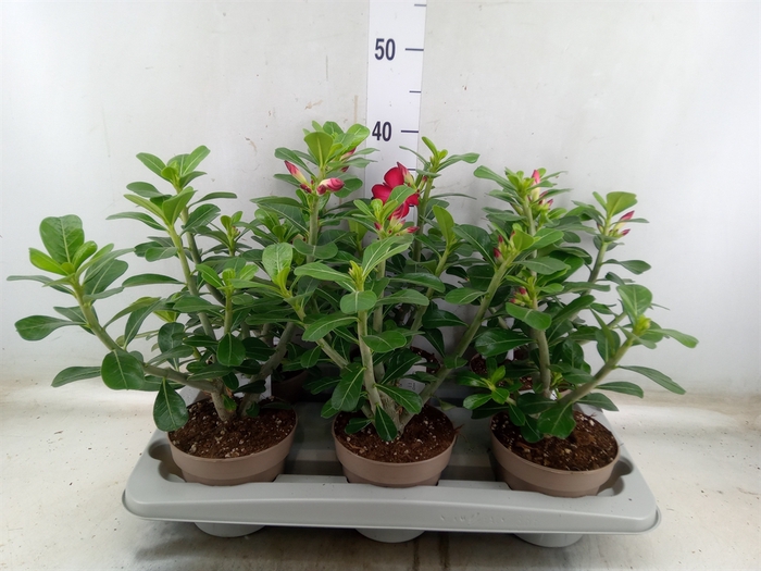 <h4>Adenium obesum 'Anouk'</h4>