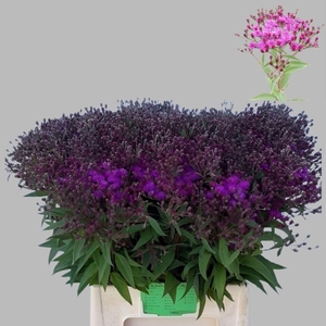 VERNONIA CRINITA