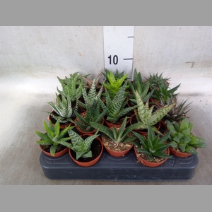 Aloe   ...mix