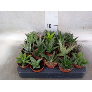 Aloe   ...mix