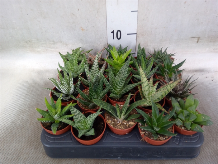 <h4>Aloe   ...mix</h4>