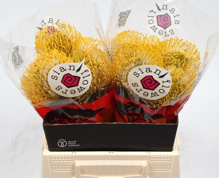 <h4>LEUCO CO HIGH GOLD</h4>