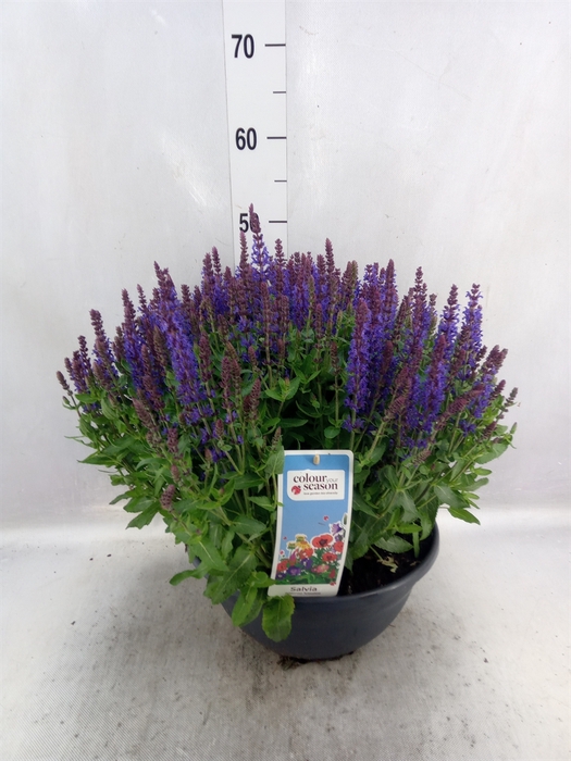 <h4>Salvia nemorosa 'Sensation Blue Dp'</h4>