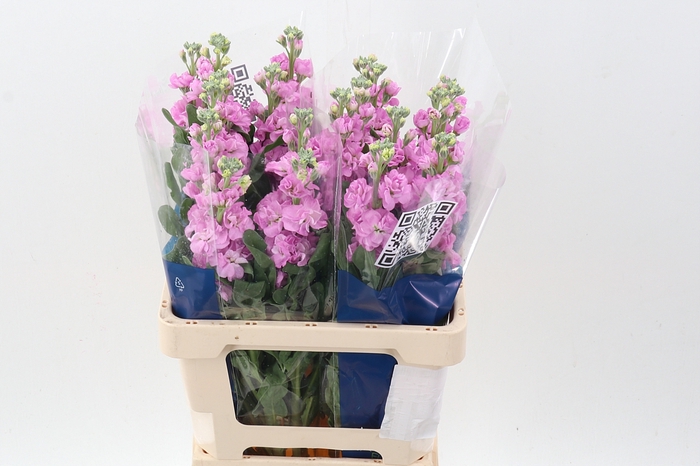 <h4>Matth Iron Pink</h4>