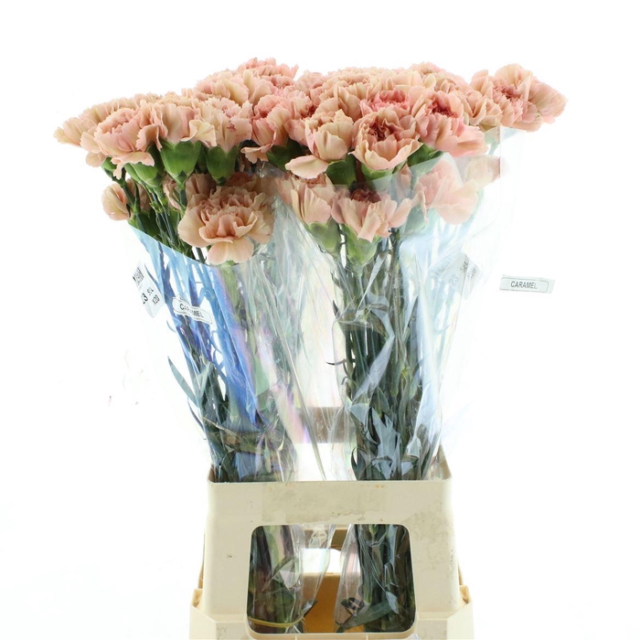 <h4>Di St Col Caramel</h4>