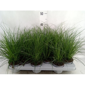 Carex brunnea