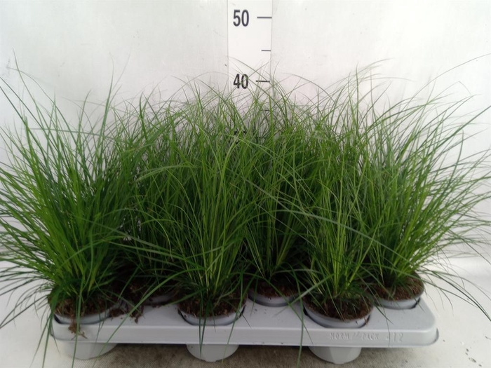 <h4>Carex brunnea</h4>