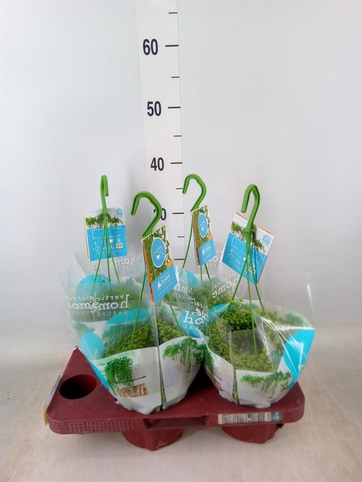 <h4>Senecio rowleyanus</h4>