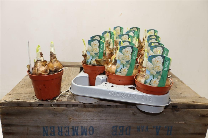 <h4>arr8 Narcis T Abba</h4>