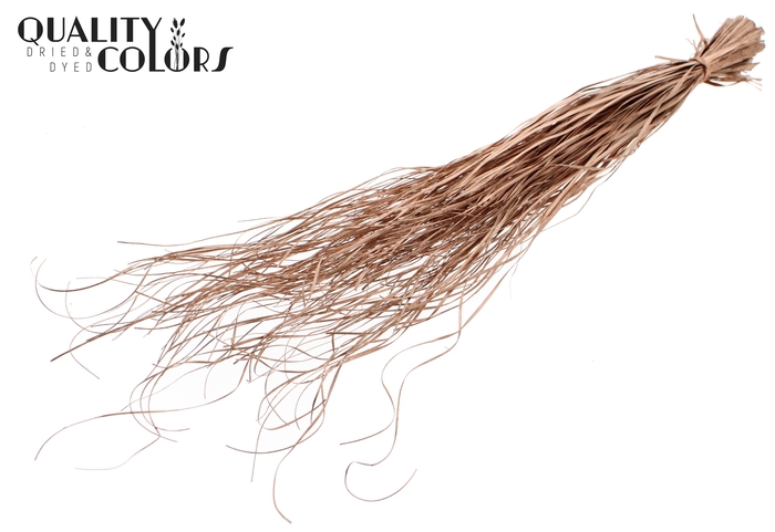 Beargrass dried per bunch Copper