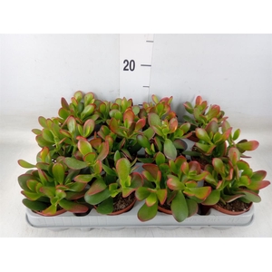 Crassula ovata 'Sunset'