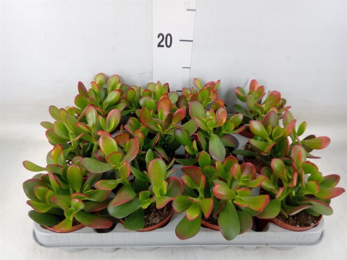 <h4>Crassula ovata 'Sunset'</h4>