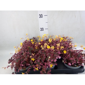 Oxalis   ...