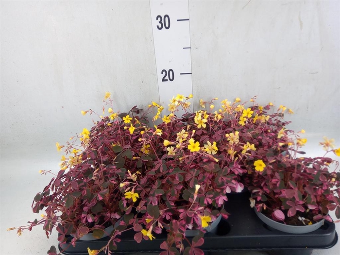 <h4>Oxalis   ...</h4>