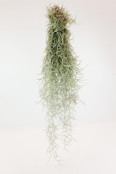 <h4>Tillandsia Usnoides</h4>