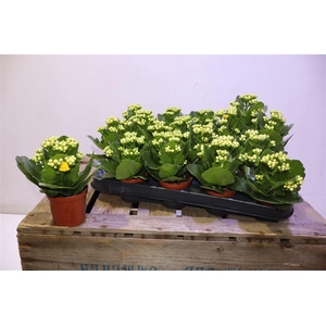 arr8 Kalan B Ge R D Amari