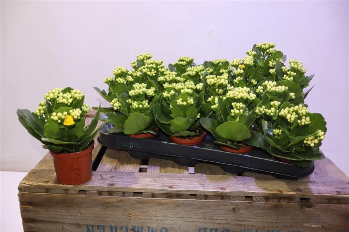 arr8 Kalan B Ge R D Amari