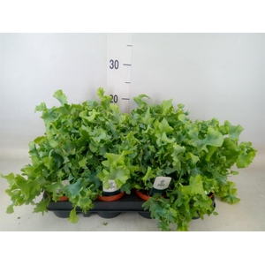 Phlebodium aureum 'Davana'