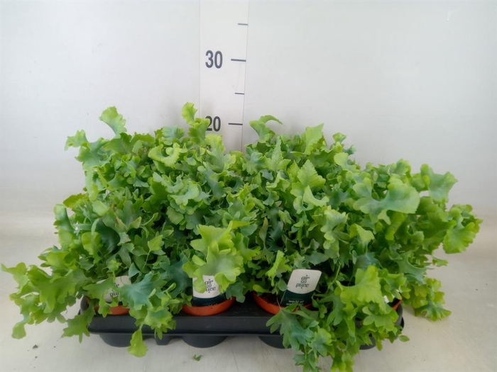 <h4>Phlebodium aureum 'Davana'</h4>