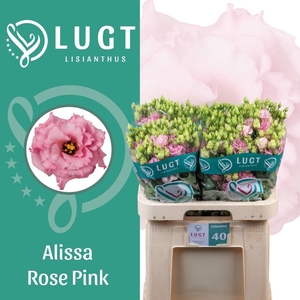 Lisianthus do alissa rose pink