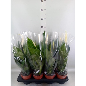 Spathiphyllum  'Sweet Chico'