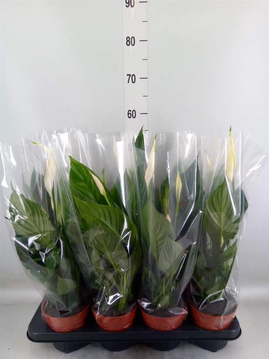 <h4>Spathiphyllum  'Sweet Chico'</h4>