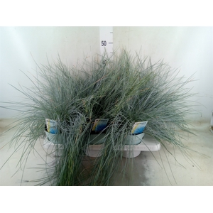 Festuca glauca 'Intens Blue'