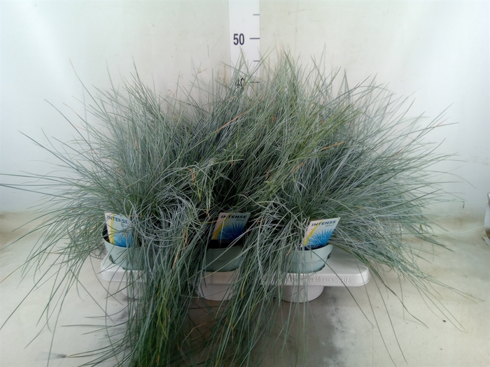 <h4>Festuca glauca 'Intens Blue'</h4>