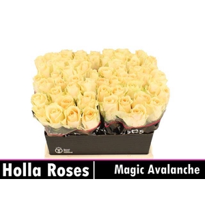 Rosa large magic avalanche+