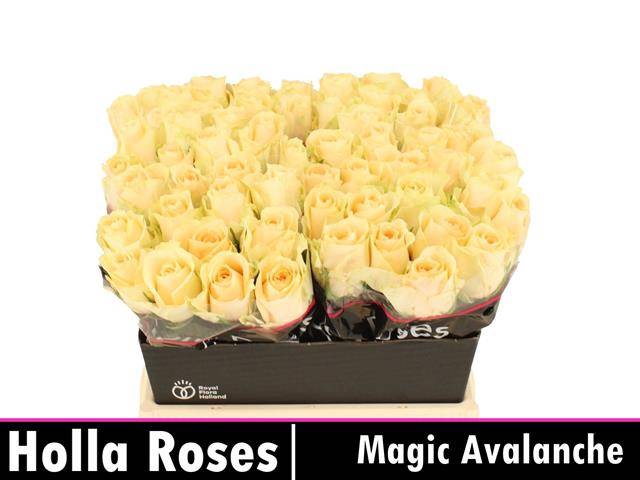 <h4>Rosa large magic avalanche+</h4>