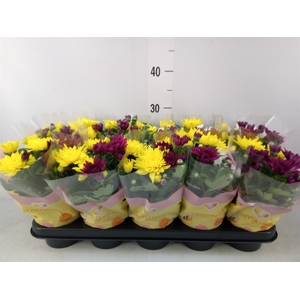 Chrysanthemum   ..mix/pot
