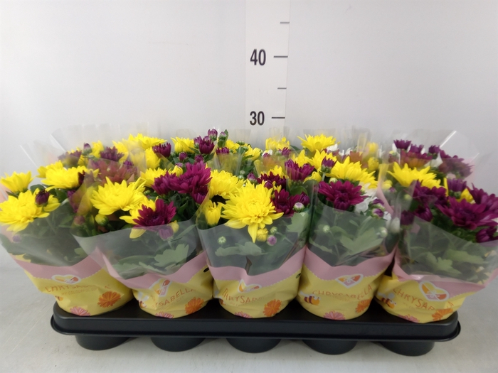 <h4>Chrysanthemum   ..mix/pot</h4>