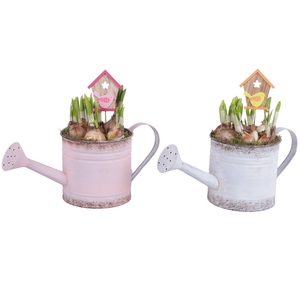 Bulbs Arr. Narcis Zinc Wateringcan Vintage Ø36cm