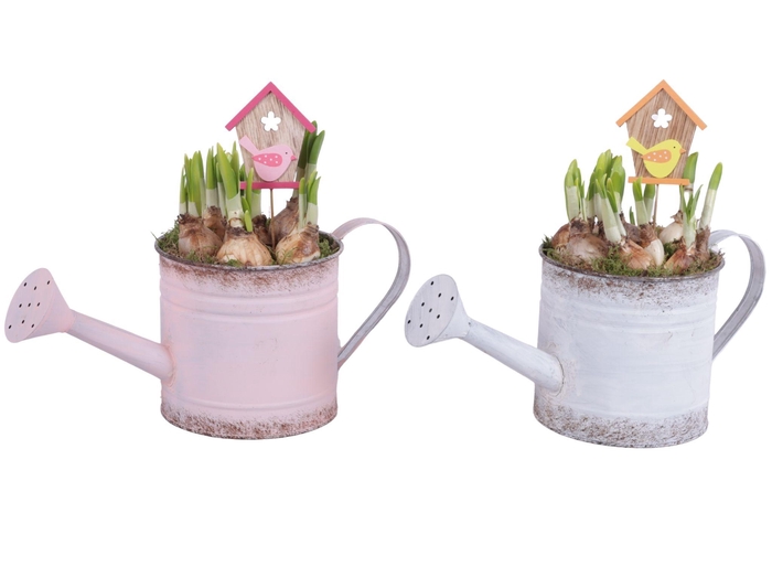 <h4>Bulbs Arr. Narcis Zinc Wateringcan Vintage Ø36cm</h4>