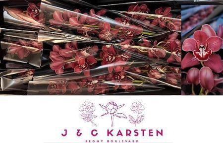 <h4>Cymb T Flameflor</h4>