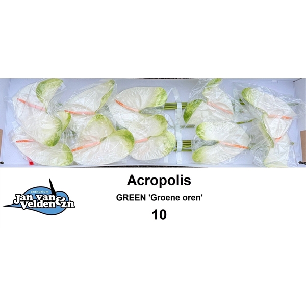 <h4>Acropolis 10 Green / Groene oren</h4>