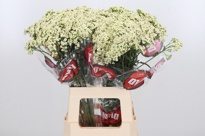 <h4>Achillea Creme Perfection</h4>