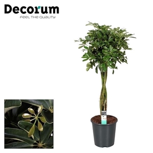 Schefflera Compacta (Nora) multivlecht (Decorum)