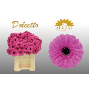 GE MI DOLCETTO