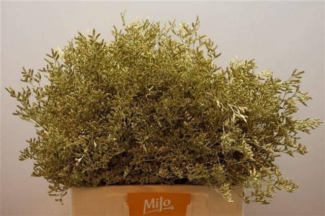 <h4>LIM OV KLB H%</h4>