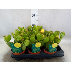 Opuntia humifusa