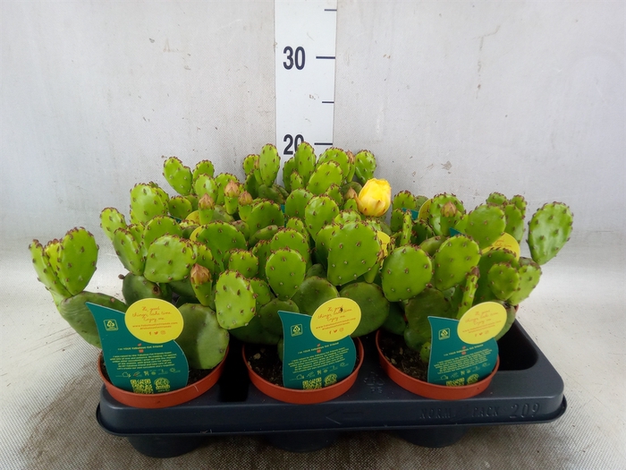 <h4>Opuntia humifusa</h4>