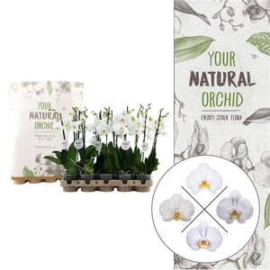 Your Natural Orchid | Eco White 50cm | Phalaenopsis 2 spike