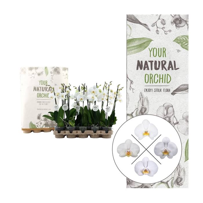 <h4>Your Natural Orchid | Eco White 50cm | Phalaenopsis 2 spike</h4>